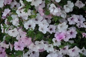 tidal wave silver petunia