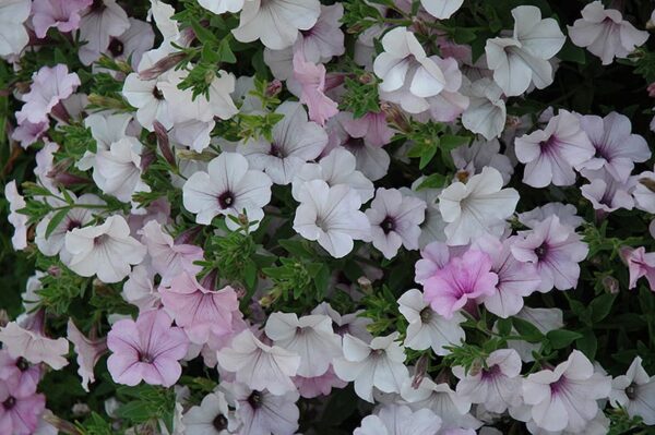 tidal wave silver petunia