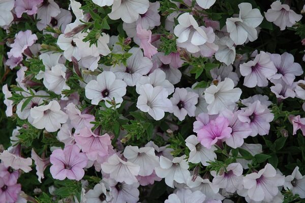 Tidal Wave Silver Petunia