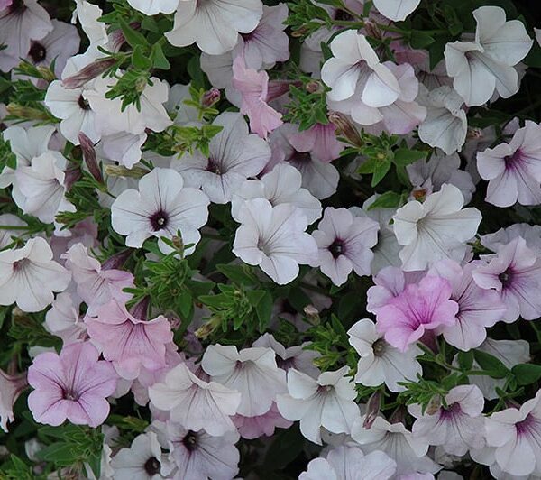 Tidal Wave Silver Petunia