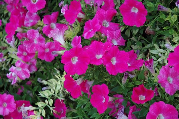 wave rose petunia