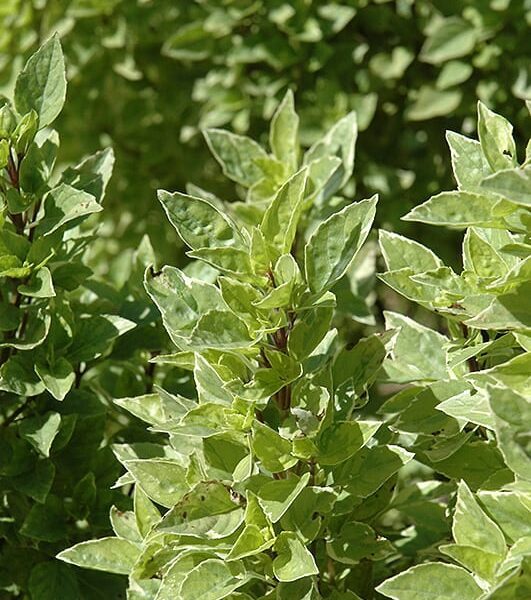 pesto perpetio basil