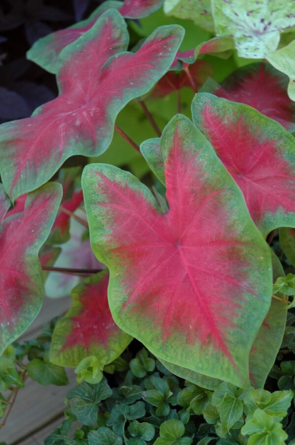 John Peed Caladium