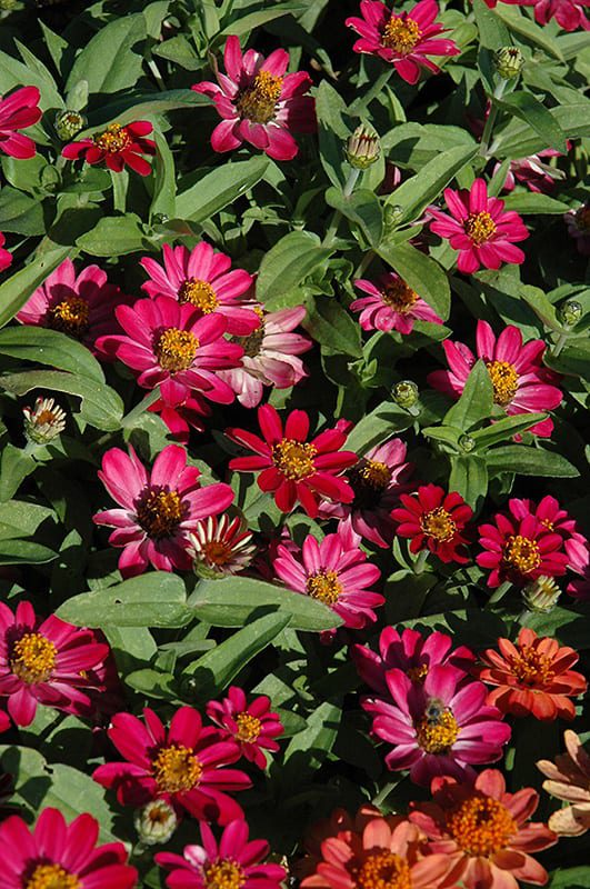 Profusion Cherry Zinnia Calloway's Nursery