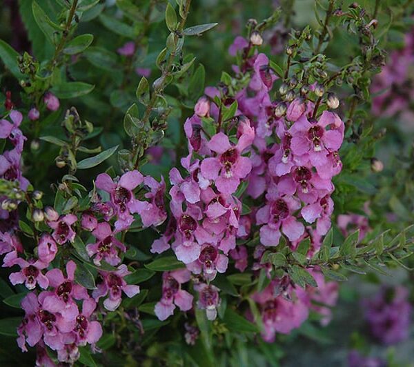 Archangel Dark Rose Angelonia