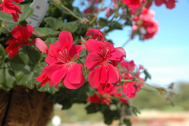 Precision Dark Salmon Ivy Leaf Geranium Calloway's Nursery