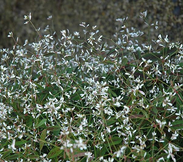 breathless blush euphorbia