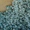 silver falls dichondra