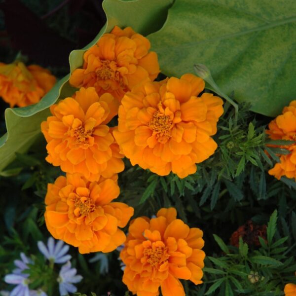 Durango Orange Marigold