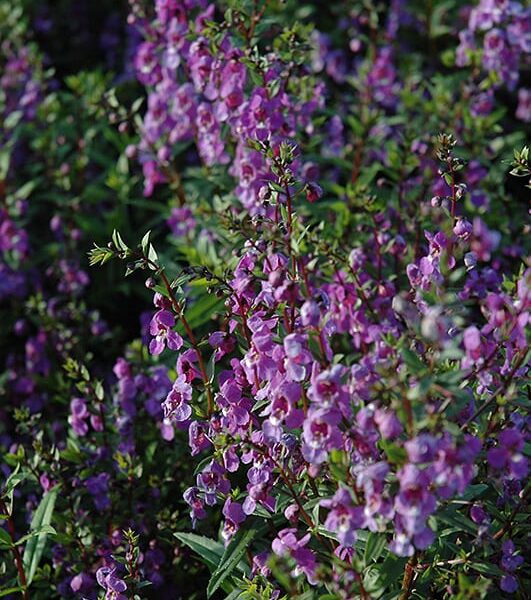 serena purple angelonia