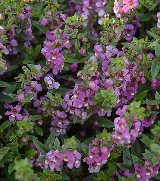 Serena blue angelonia