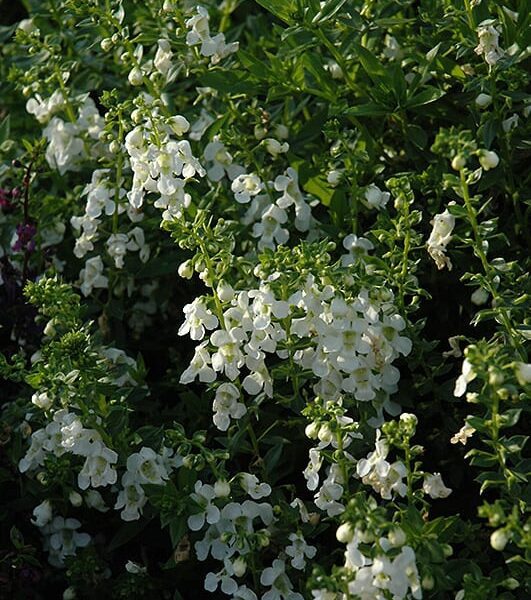 serenita white angelonia