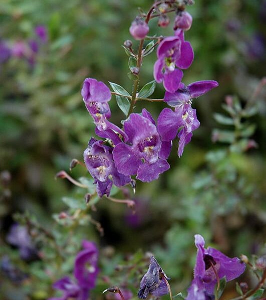 Angelface Blue Angelonia