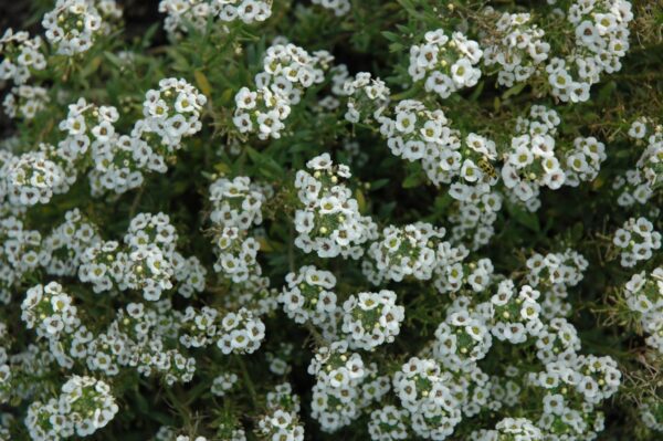 Clear Crystal White Sweet Alyssum