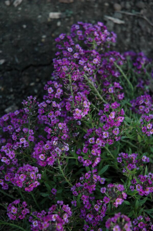 Clear Crystal Purple Shades Sweet Alyssum