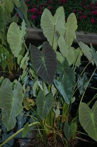 coal miner elephant ear