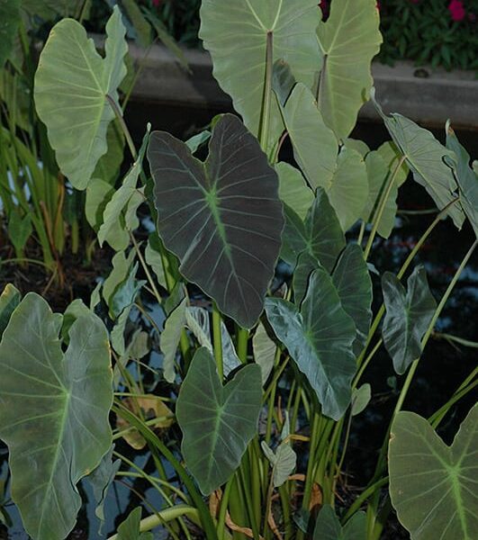 coal miner elephant ear