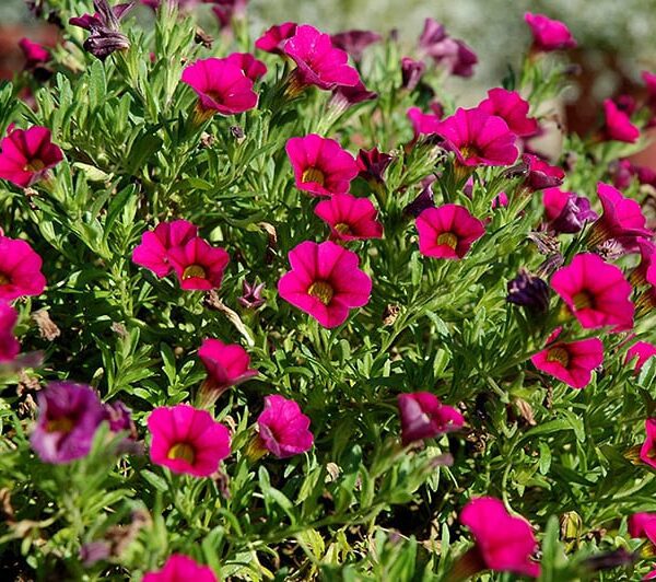 cabaret rose calibrachoa