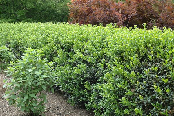 Dwarf Burford Holly