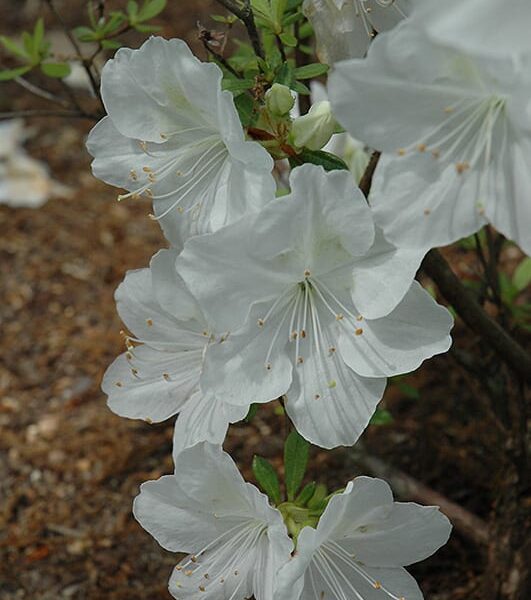 Irish Cream Azalea