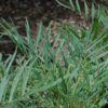 soft caress mahonia