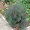 fennel