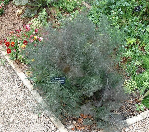 fennel
