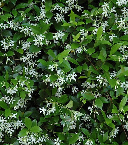 Star Jasmine