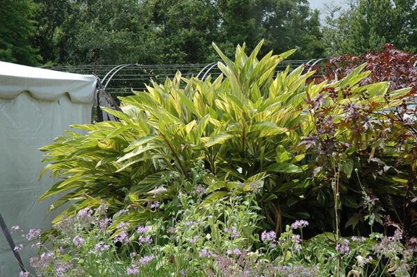 Variegated Shell Ginger