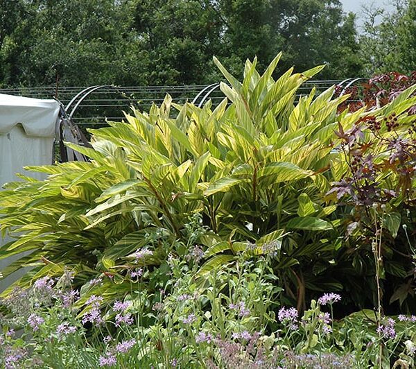 variegated shell ginger