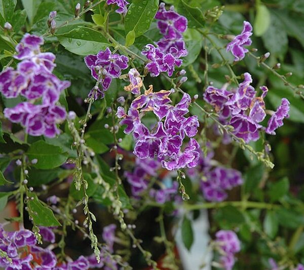 sapphire showers duranta