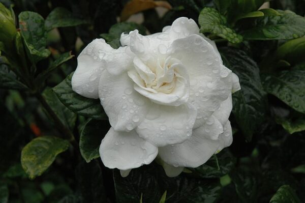 Everblooming Gardenia