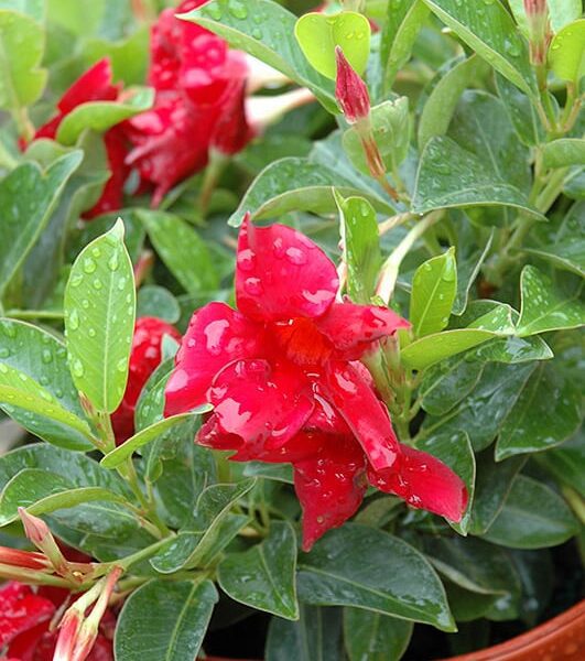 sun parasol crimson madevilla