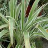 Variegated Flax Lily