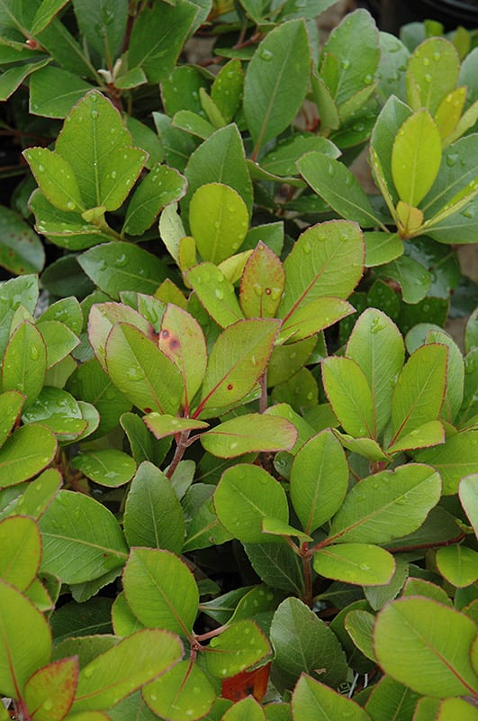 indian hawthorn toxic to dogs