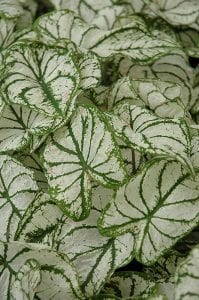 white Christmas caladium