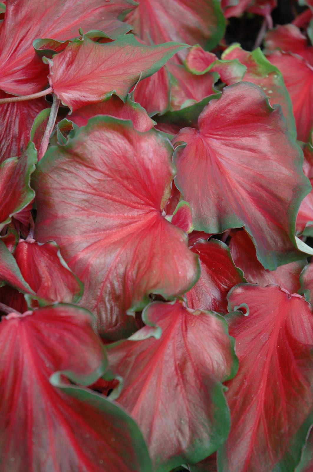 Red Caladium - Calloway's Nursery