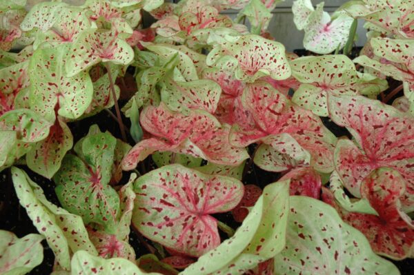 Miss Muffet Caladium