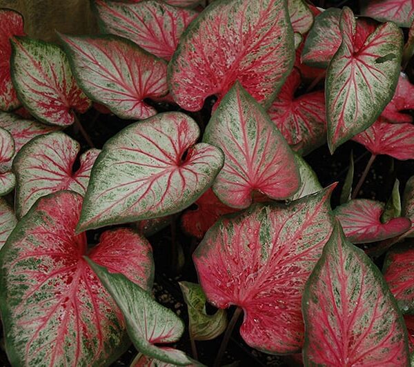 Carolyn whorton caladium