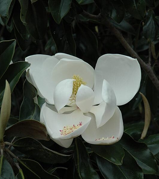 dd blanchard magnolia