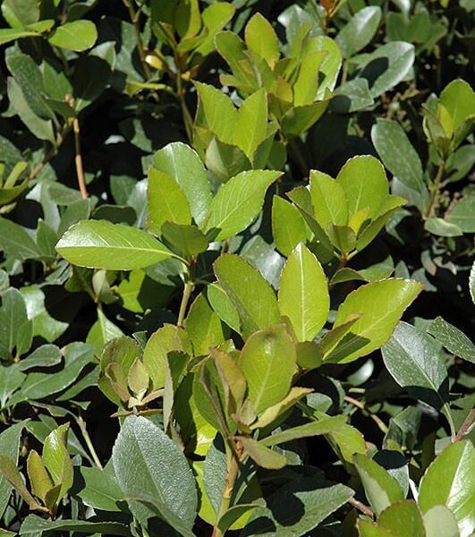 Clara indian hawthorn