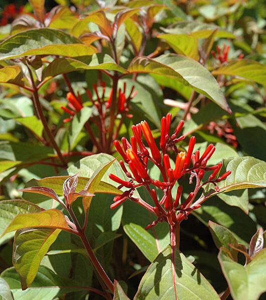 scarlet bush