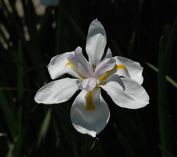 butterfly African iris