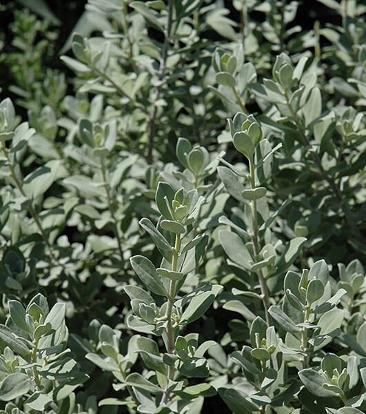 compact texas sage