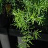 Sprengeri Asparagus Fern