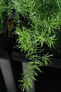 sprengeri asparagus
