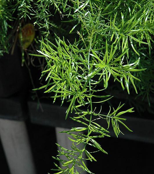 sprengeri asparagus