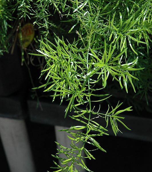 Sprengeri Asparagus Fern