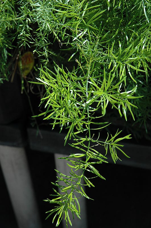 Outsidepride Asparagus Fern Sprengeri Plant Seed - 100 Seeds