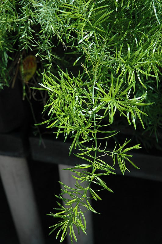 Asparagus Fern (Asparagus setaceus)